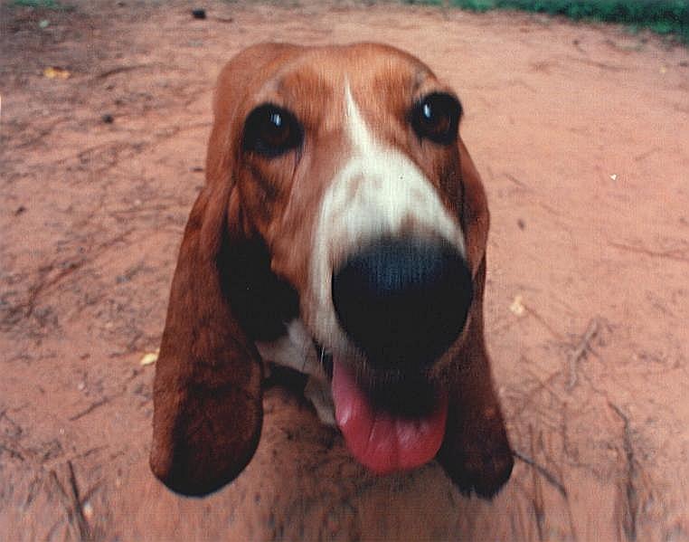 Bassett Hound-Dog-Diva-Face Closeup.jpg