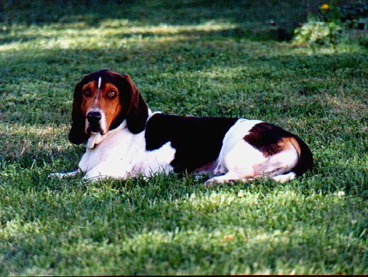 Bassett Hound-Dog-Fred01.jpg
