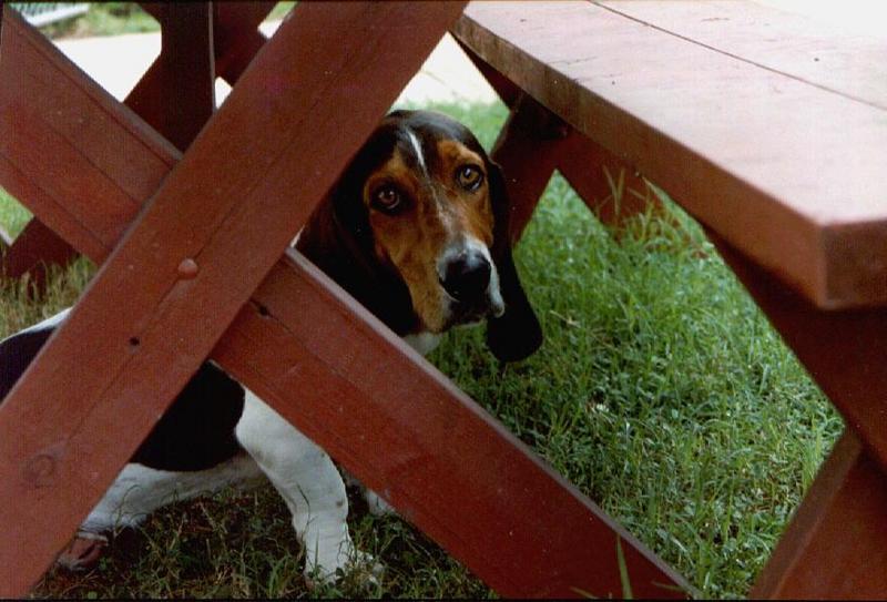 Bassett Hound-Dog-Fred02.jpg
