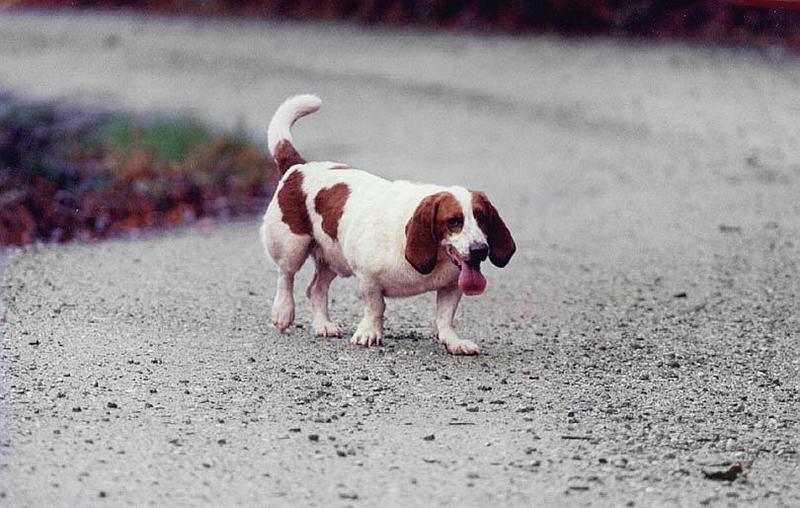 Bassett Hound-Dog-Toby-On Road.jpg