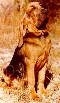 DOG Bloodhound.jpg