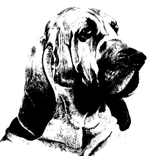 Dog Drawing-bloodhound.gif