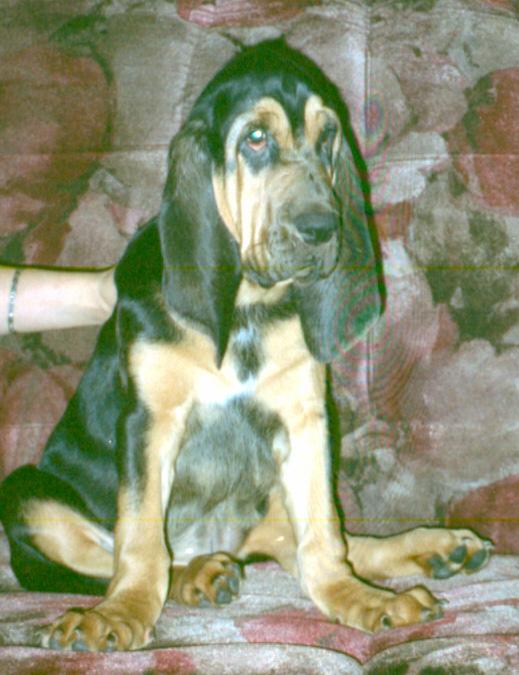Untitled-4 copy-Bloodhound Dog-portrait.jpg