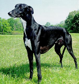 DOG Greyhound.jpg