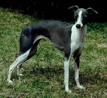 DOG Italian Greyhound.jpg