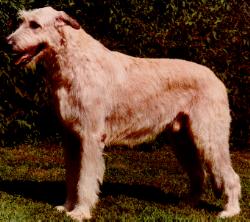 DOG Irish Wolfhound.jpg
