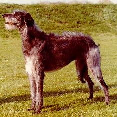 DOG Scottish Deerhound.jpg