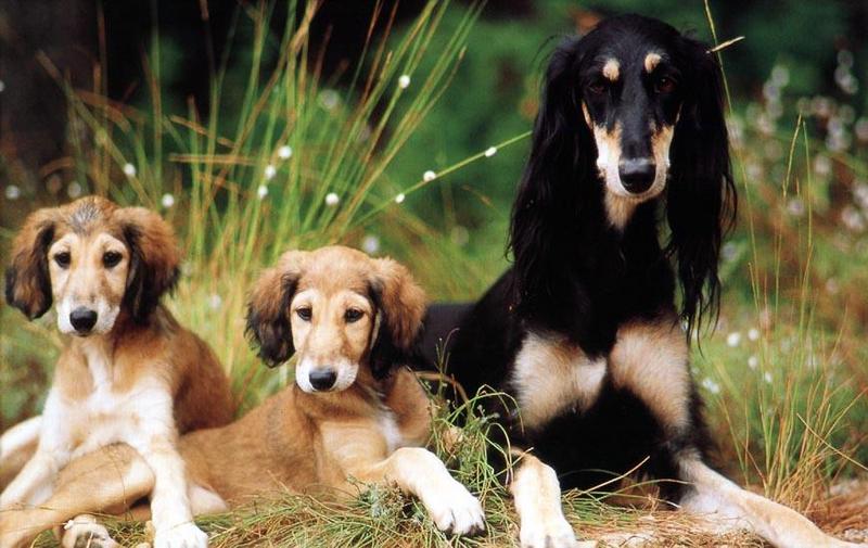 wind-Saluki Dogs-mom and her 2 puppies.jpg