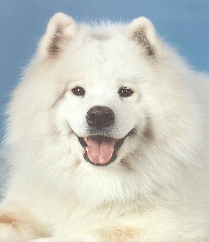 White Dog-Samoyed-Face.jpg