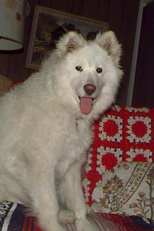 White Samoyed Dog 3.jpg