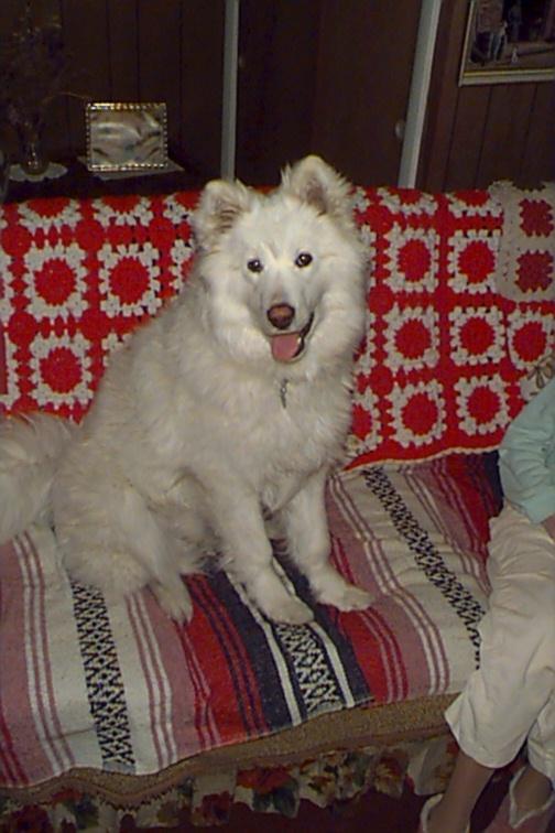 White Samoyed Dog 4.jpg