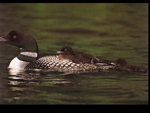 bird016-Common Loons-chick riding moms back.jpg