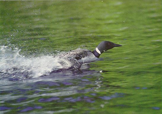 Common Loon 3-fast run on water surface.jpg