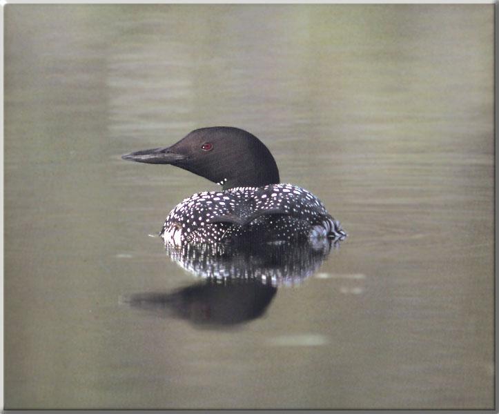 Common Loon 06-Floating on water-Rear view.JPG