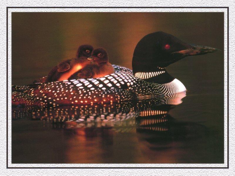 Common Loon 06-Mom and Baby-Riding Momther\'s Back.jpg