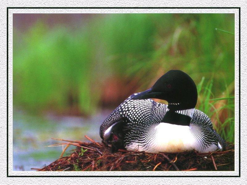 Common Loon 07-On Nest.jpg
