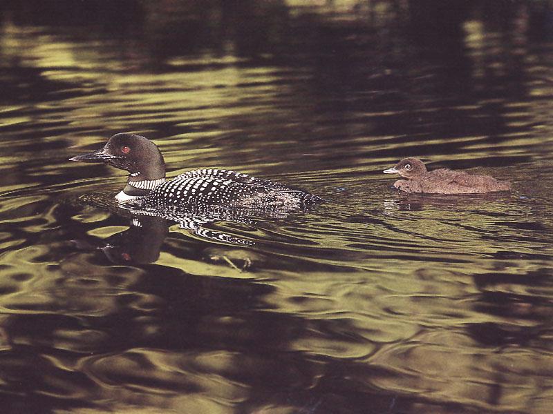 Common Loon 18-Mom and chick-Floating.JPG