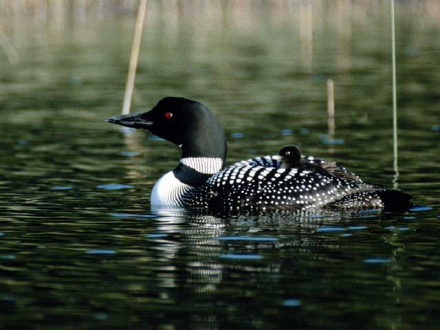 Common Loons 2-Mom and Baby-Riding Back.jpg
