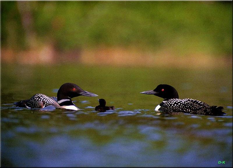 dk 125 Common Loons (and Chick).jpg