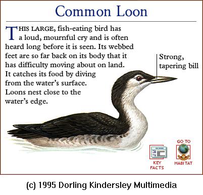 DKMMNature-Common Loon-winter plumage.gif