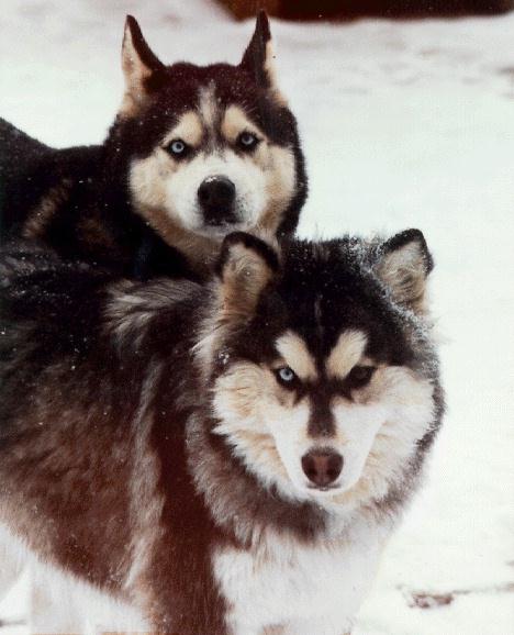 Dog-2 Siberian Huskies.jpg