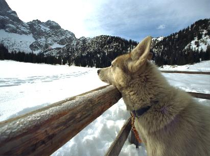 Dog-Siberian Husky-hund1.jpg