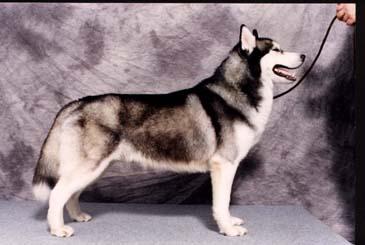 Duke-Siberian Husky Dog.jpg