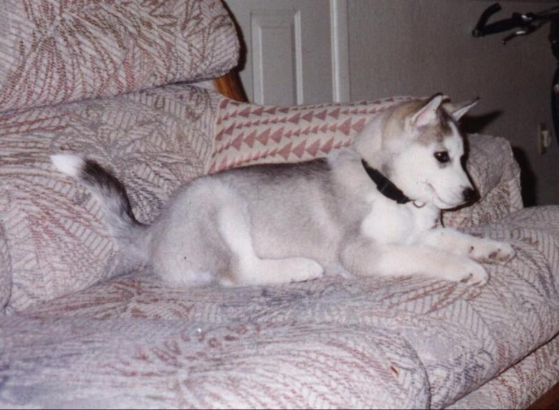 Eskimo Dog-Siberian Husky Puppy-Isaac.jpg