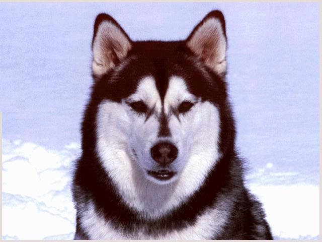 HUSKYDOG1-Siberian Husky-face closeup.jpg
