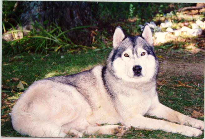 Shamen2-Siberian Husky Dog-sitting on grass.jpg