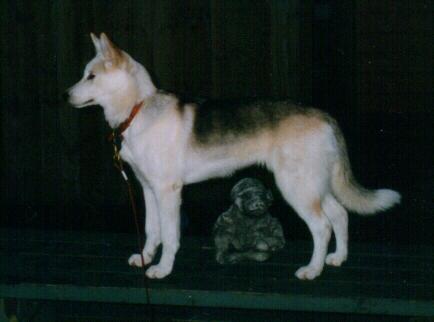Shayla-Siberian Husky-female.jpg