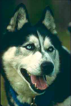 Siberian Husky 1-dog face closeup.jpg