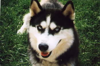 Siberian HUSKY-Dog face closeup.JPG
