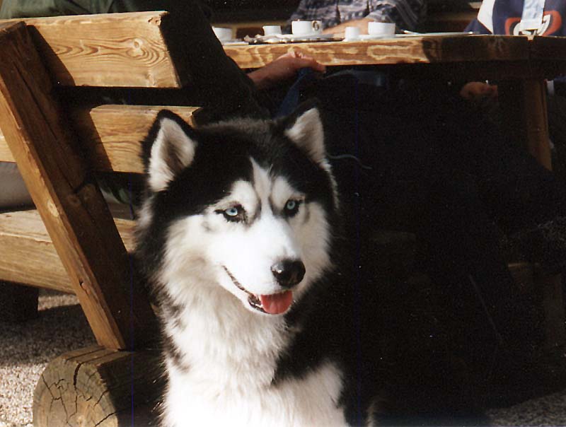 Siberian Husky 1-Dog closeup.JPG