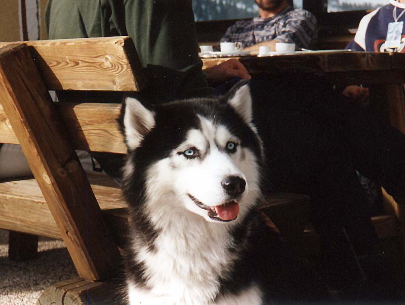 Siberian Husky 2-Dog closeup.JPG
