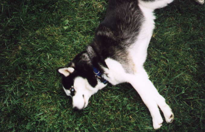 Siberian Husky 3-dog-full relaxing on grass.JPG