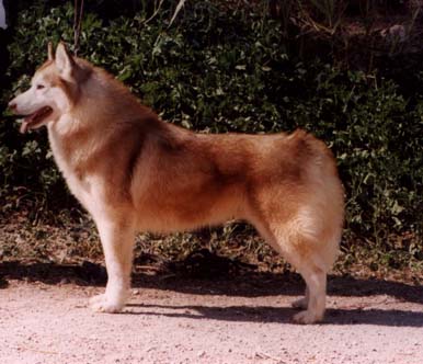 Wing-Siberian Husky Dog-red fur.jpg