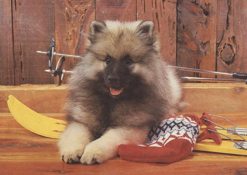 12-puppy-pals-calendar-1987-Dec-Keeshond graylady.jpg