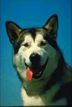 Alaskan Malamute-dog face closeup.jpg