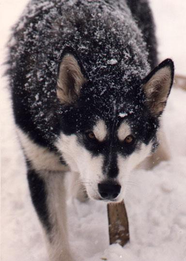 Eskimo Dog-Malamute 4a-On Snow-Closeup.jpg
