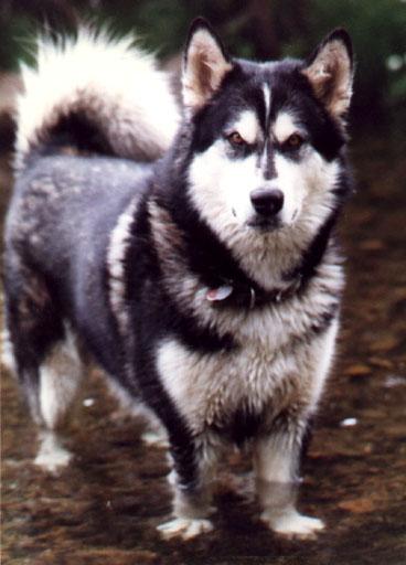 Eskimo Dog-Malamute 5.jpg