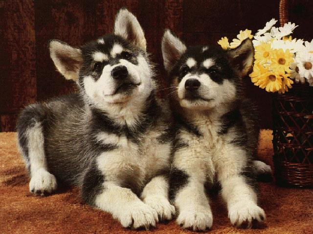 Eskimo Dogs-Malamutes-2 puppies 1.jpg