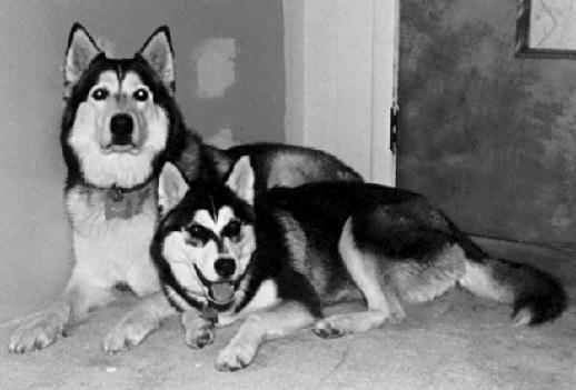 HUSKY DOGS 1-Alaskan Malamutes.JPG