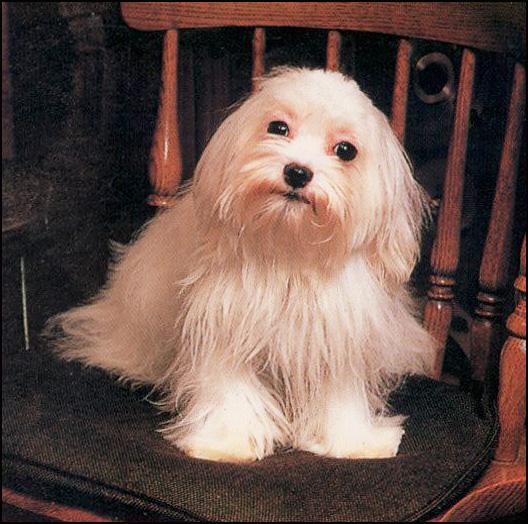 K-9Breed-White Maltese-Dog on chair-a.jpg