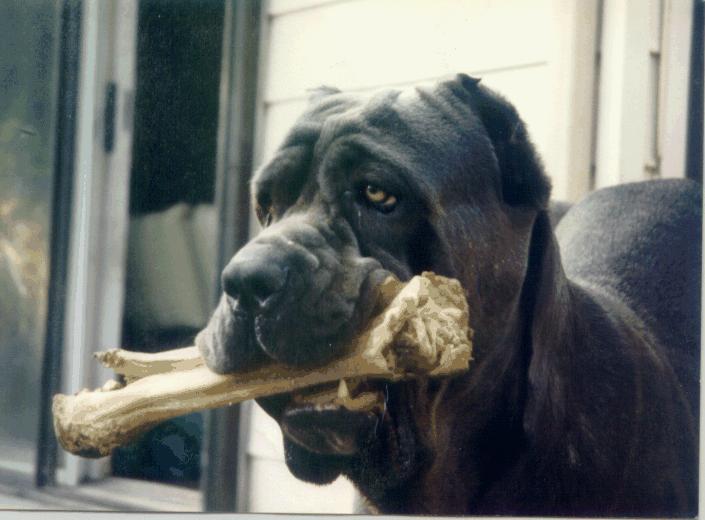 Ruga-Neopolitan Mastiff Dog-skeleton in mouth-closeup.jpg