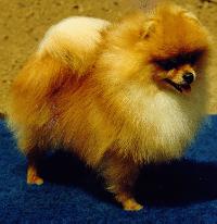 DOG Pomeranian.jpg