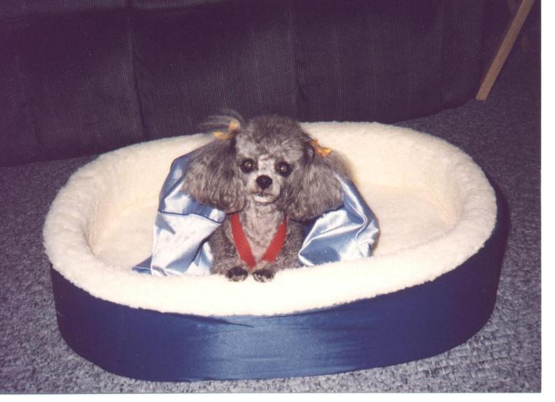 Tiffy the Poodle-Dog in her bed.jpg