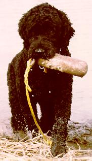 DOG Portuguese Water Dog.jpg