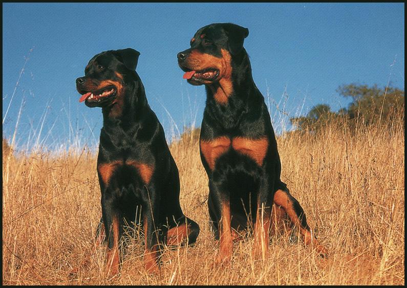 Rottweiler 01-2 Dogs-Posing on grass hill.JPG