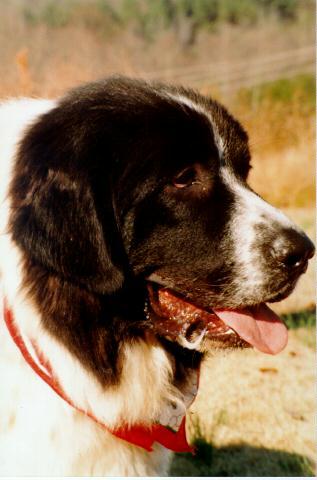 Dog-Saint Bernard-Sophee3-Face.jpg